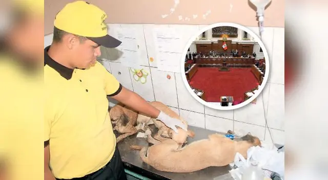 Congreso espera que se reduzcan los maltratos a los animales.