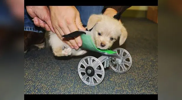 Tumbles no estará en adopción hasta lograr dominar la silla de ruedas.