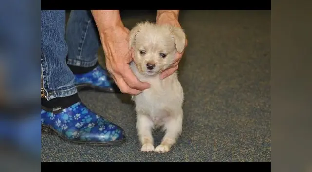 Tumbles no estará en adopción hasta lograr dominar la silla de ruedas.