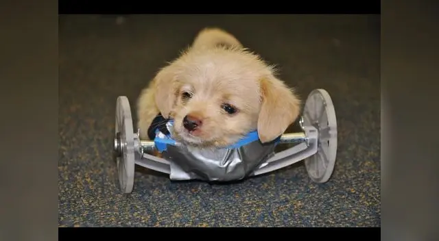 Tumbles no estará en adopción hasta lograr dominar la silla de ruedas.