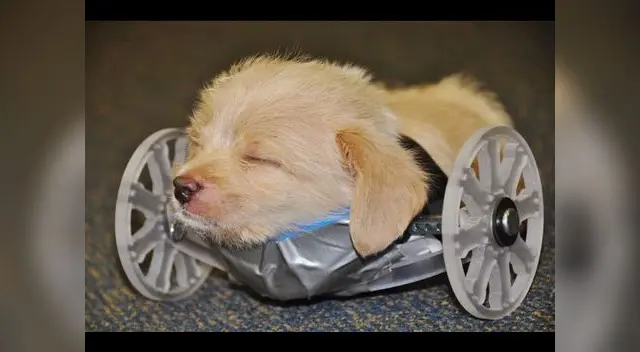 Tumbles no estará en adopción hasta lograr dominar la silla de ruedas.