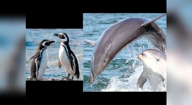 Especialista pide gobernanza ambiental a través del trabajo del gobierno. Especialista pide gobernanza ambiental a través del trabajo del gobierno.