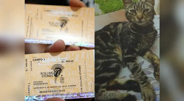 'Domingo' se extravió el 3 de noviembre. 'Domingo' se extravió el 3 de noviembre.