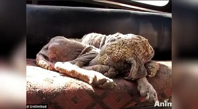 Alice no dejó que la enfermedad triunfe y logró superarla.