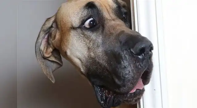 El Scooby Doo de carne y hueso que se volvió viral en las redes sociales. El Scooby Doo de carne y hueso que se volvió viral en las redes sociales.
