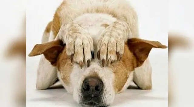 Puedes acostumbrarlos desde pequeños al ruido de los fuegos artificiales. Puedes acostumbrarlos desde pequeños al ruido de los fuegos artificiales.