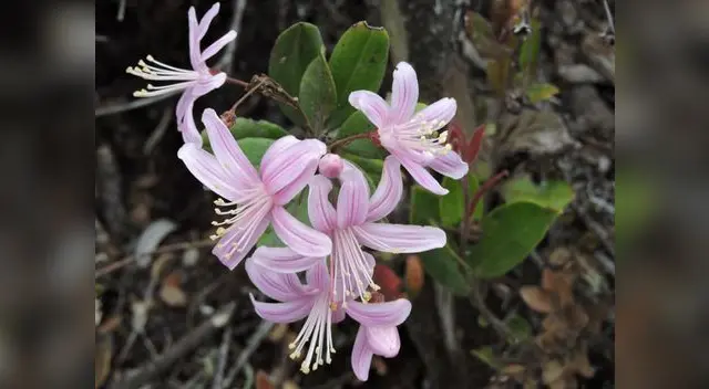 Bonita flor hallada durante el recorrido del Camino Inca.