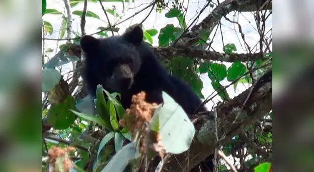 Oso en un árbol del Santuario Machu Picchu haciendo de las suyas.