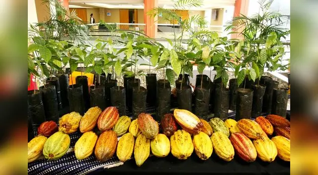 Presentaron el cacao amazónico en un entretenido evento Presentaron el cacao amazónico en un entretenido evento