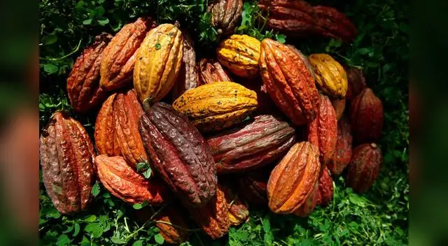 Presentaron el cacao amazónico en un entretenido evento Presentaron el cacao amazónico en un entretenido evento