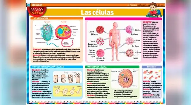 Las células.