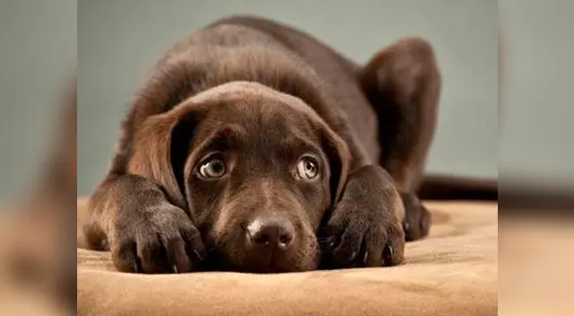 Evitemos que nuestra mascota sufra con las celebraciones por fiestas navideñas Evitemos que nuestra mascota sufra con las celebraciones por fiestas navideñas