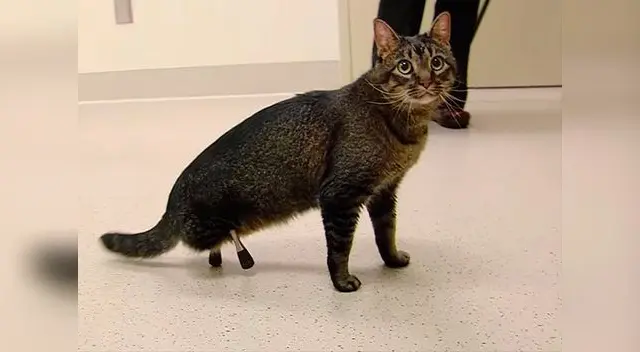 El pequeño Vincent logrará desplazarse como un gato normal. El pequeño Vincent logrará desplazarse como un gato normal.