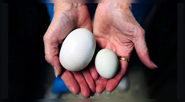 El contenido de este huevo te sorprenderá.