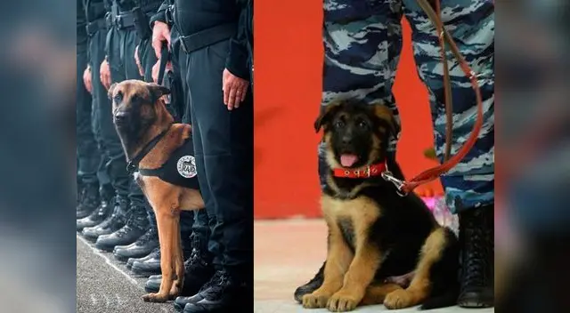 Además de la muerte del can policial, otros 5 agentes resultaron heridos en aquella intervención