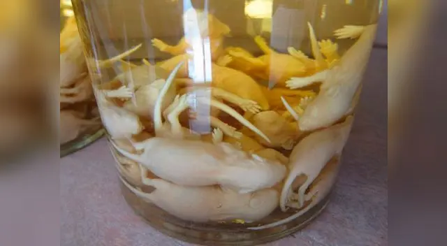 Vino de rata. Vino de rata.