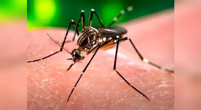 Recomiendan a turistas aplicarse repelentes cada cuatro horas. Recomiendan a turistas aplicarse repelentes cada cuatro horas.