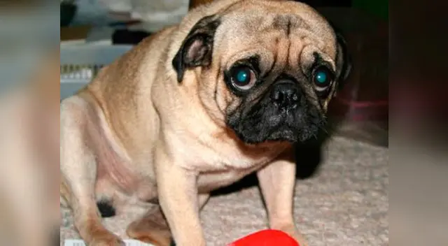 Juegos pirotécnicos: las mascotas sufren mucho. Juegos pirotécnicos: las mascotas sufren mucho.