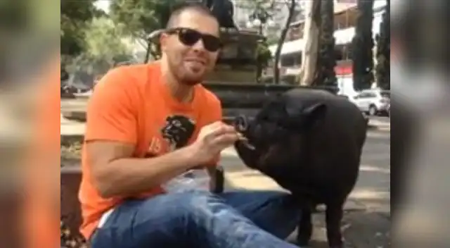 Mini-cerdos están valorizados en unos US$1.500.