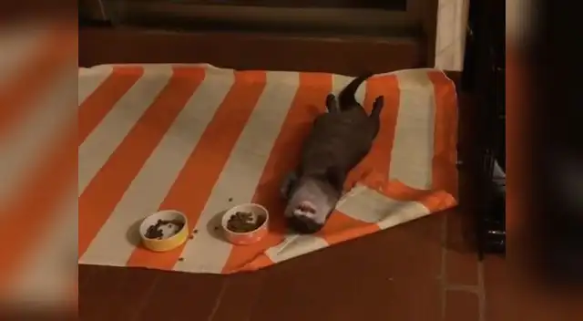 Nutria causó envidia entre los cibernautas. Nutria causó envidia entre los cibernautas.