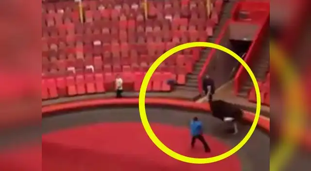 Avestruz no hace caso a domadores y es maltratada cruelmente.