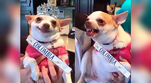 Memes que ironizan a Miss Colombia.