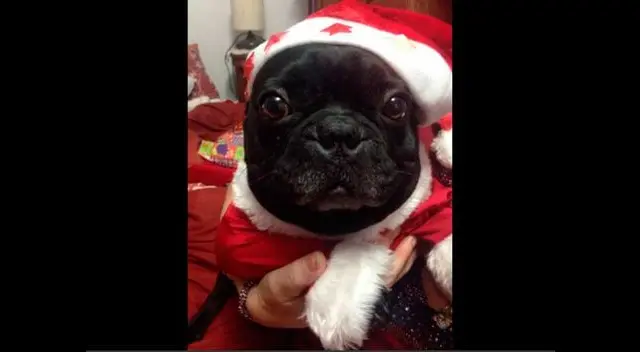 Mascota de Leslie Shaw. Mascota de Leslie Shaw.