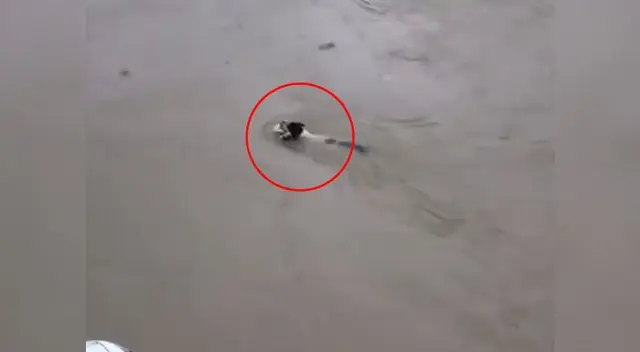 Amor de madre Amor de madre