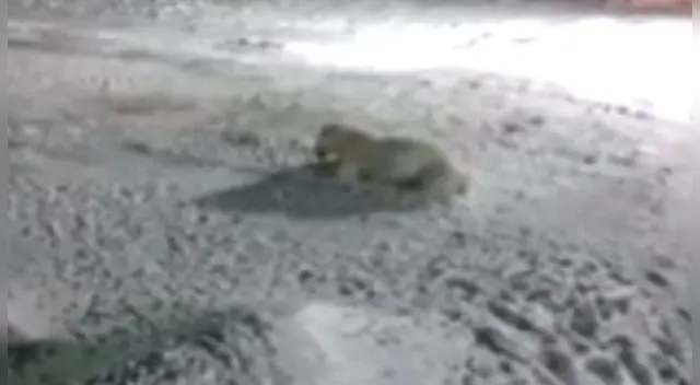 El pequeño oso se retorcía de dolor en la nieve.
