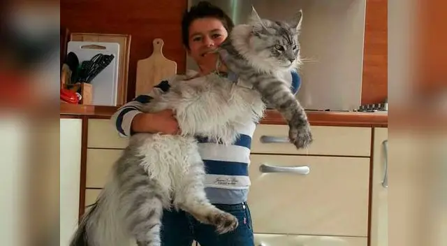 Los gatos más grandes y tiernos que aún no conoces.