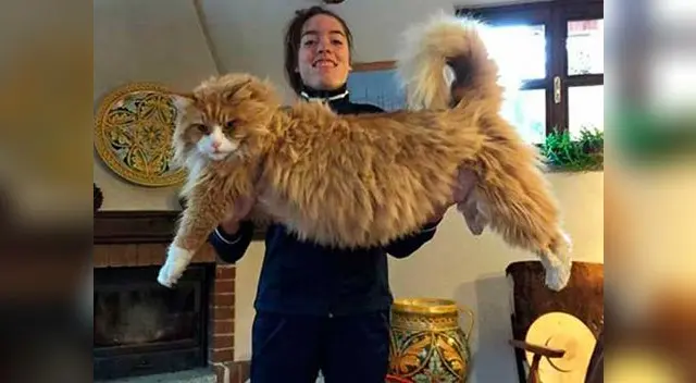 Los gatos más grandes y tiernos que aún no conoces.