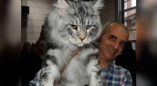 Los gatos más grandes y tiernos que aún no conoces.