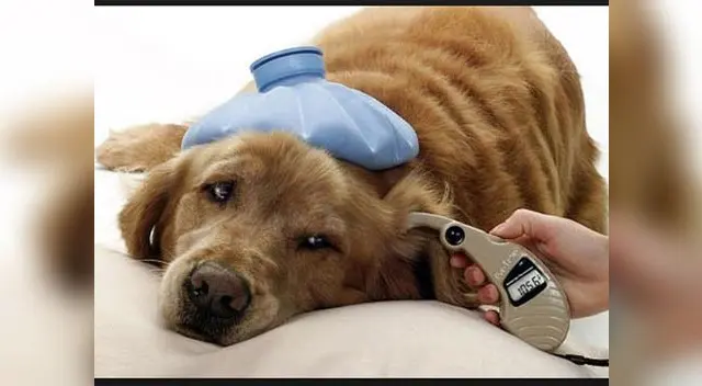 En casos muy graves, los oídos de estos animales tienen un olor putrefacto.