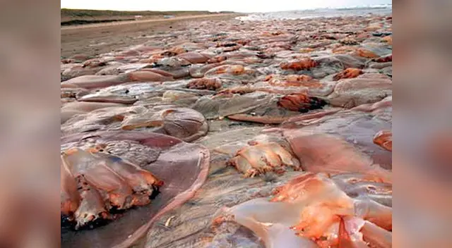 En Japón aparecieron medusas muertas. En Japón aparecieron medusas muertas.