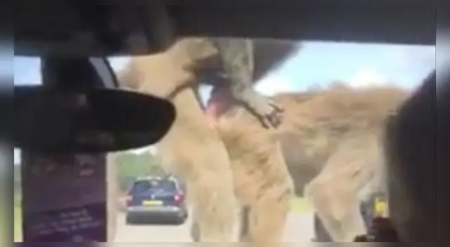 El vídeo se volvió viral a las pocas horas de ser compartido