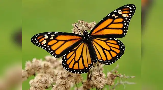 Mariposas monarcas, de negro, anaranjado y blanco.