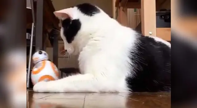 Gatitos juegan con BB8.