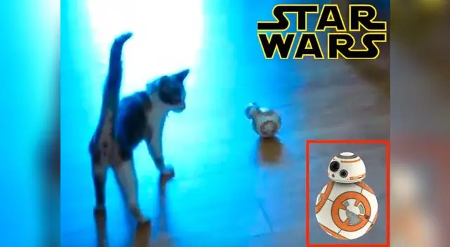 Gatitos juegan con BB8.