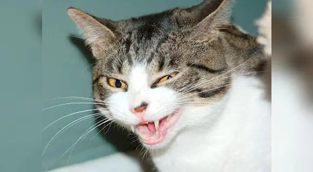 Conoce a tu mascota.