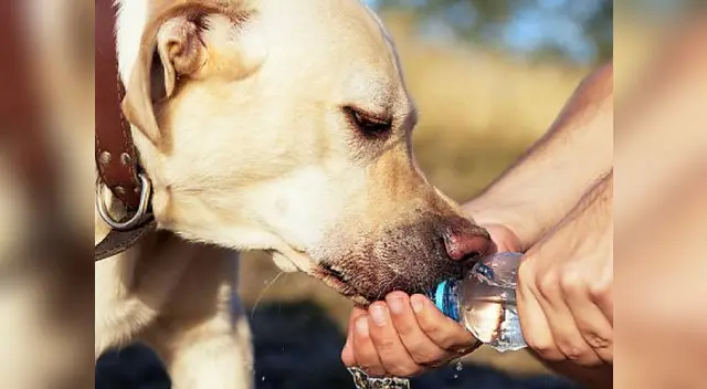 Cuida bien a tus mascotas.