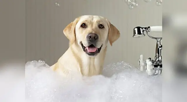 El calor puede afectar terriblemente a las mascotas.