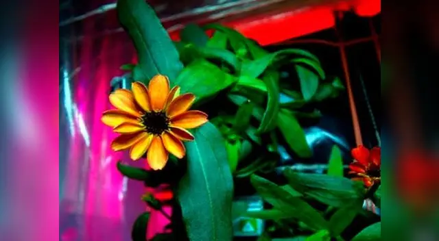 Flores que crecen en el espacio. Flores que crecen en el espacio.