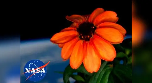 Flores que crecen en el espacio. Flores que crecen en el espacio.