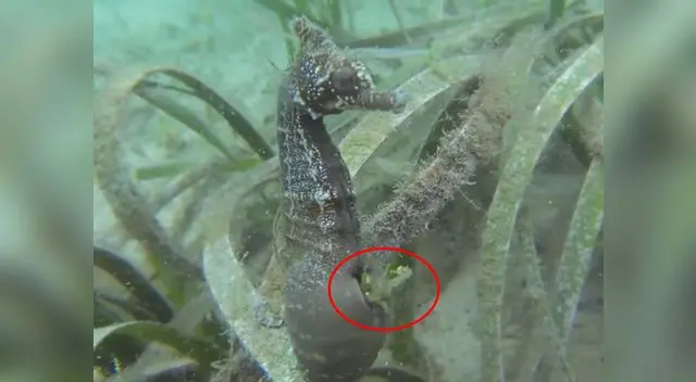 Estos animales se encuentran en peligro de extinción. 