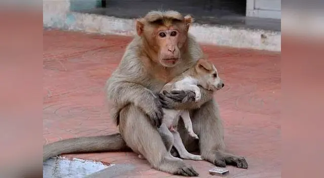 Una amistad que ha conmovido a más de uno en las redes sociales