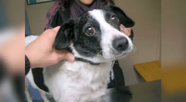 Mascotas viejas.  Mascotas viejas.