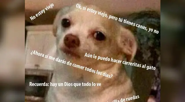 Si tienes un perro viejo, recuerda que debes darle los mejores cuidado. Si tienes un perro viejo, recuerda que debes darle los mejores cuidado.