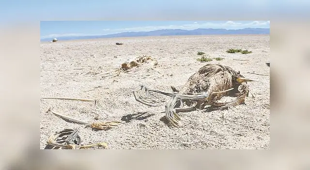 Una considerable cantidad de fauna se perdió con el lago. Una considerable cantidad de fauna se perdió con el lago.
