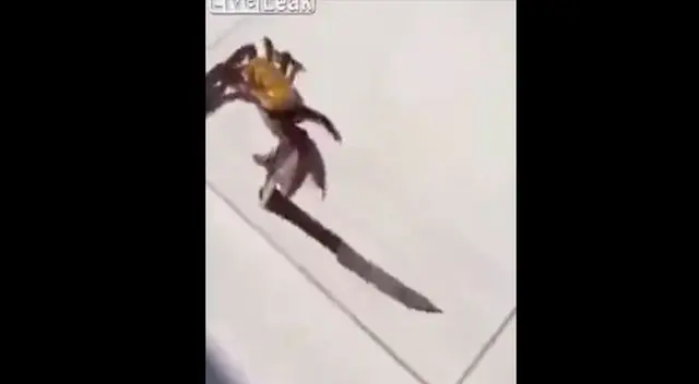 El animal fue el único que había logrado escapar.