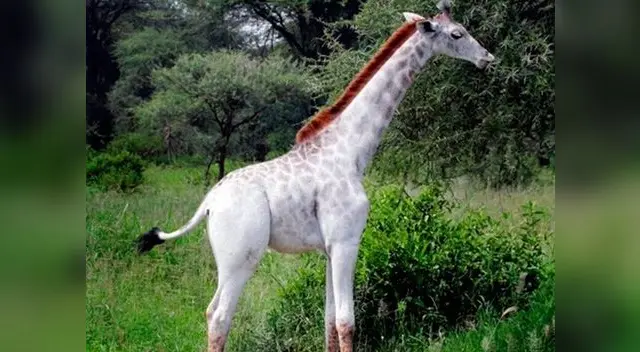 El animal tiene leucismo, lo que provoca la pérdida de su pigmentación. El animal tiene leucismo, lo que provoca la pérdida de su pigmentación.